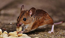 24 Hour & Emergency Exterminators in Dixonville, TN
